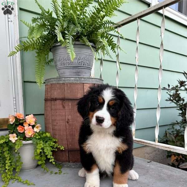 Rosie, Bernese Mountain Dog Puppy